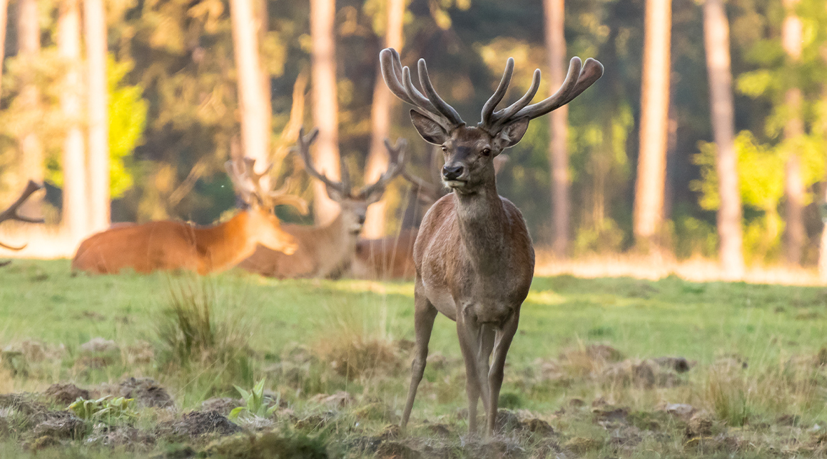 Male red deer is standing on the grass in front of a herd and trees behind him